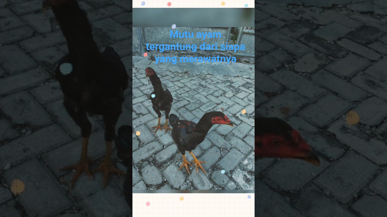 ternak ayam asyik 