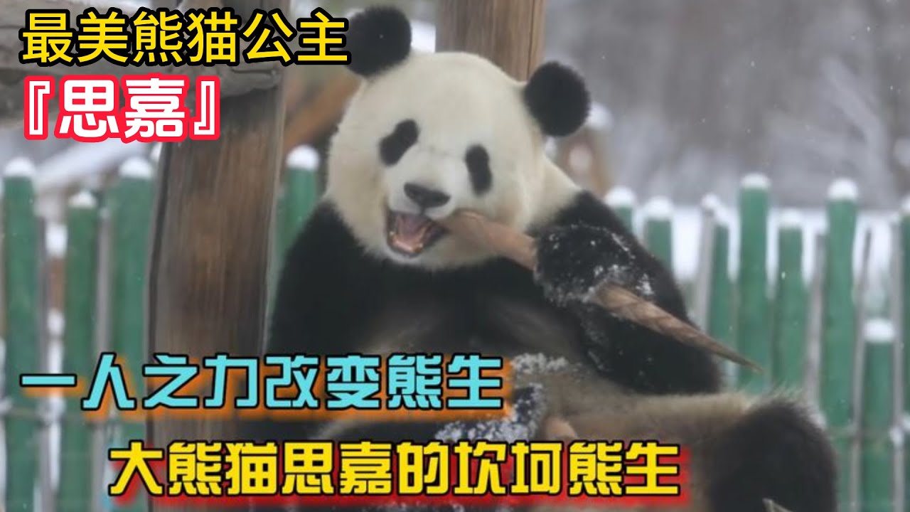 『思嘉』熊貓思嘉太勵誌！從地震中獲救遭動物園虐待，熊生坎坷卻遇上心軟的神 panda