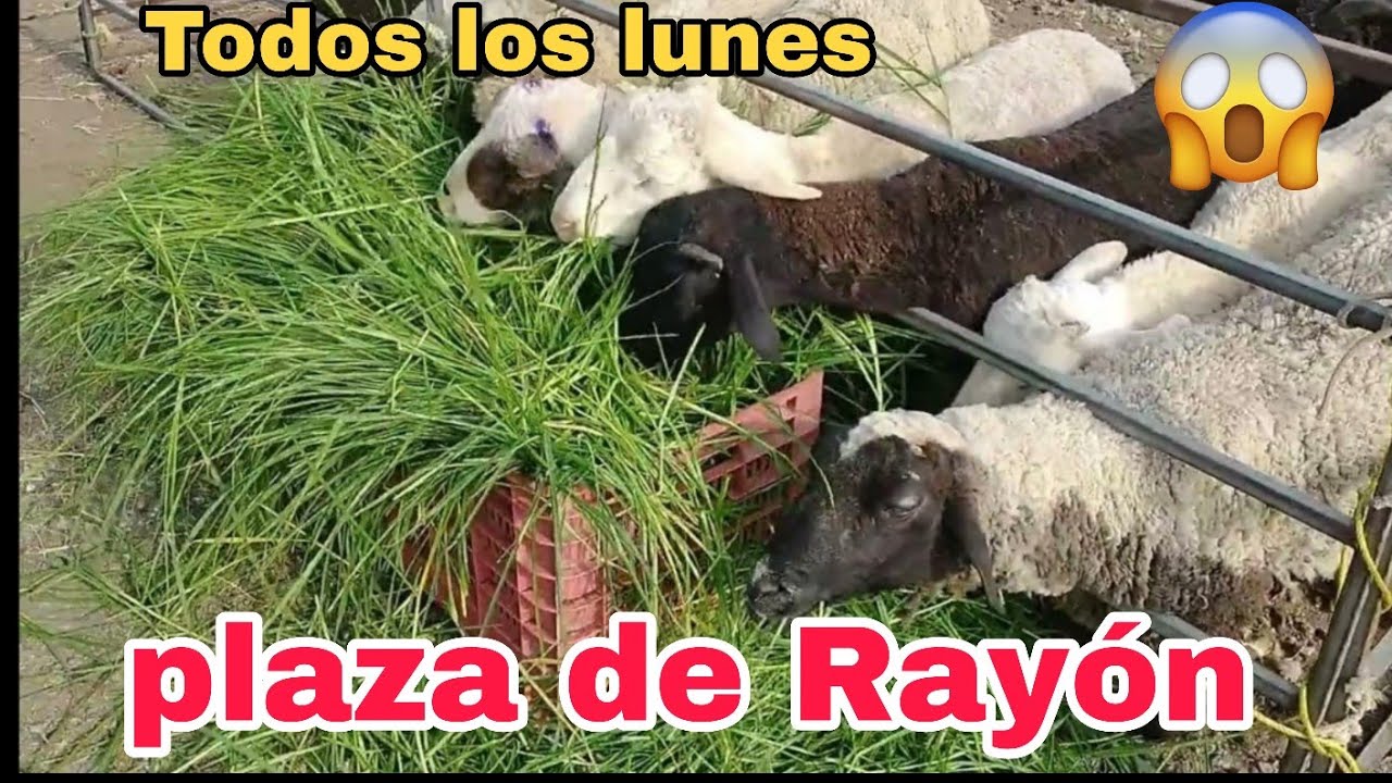 Plaza ganadera Ixtlahuaca de Rayon / Todos los Lunes