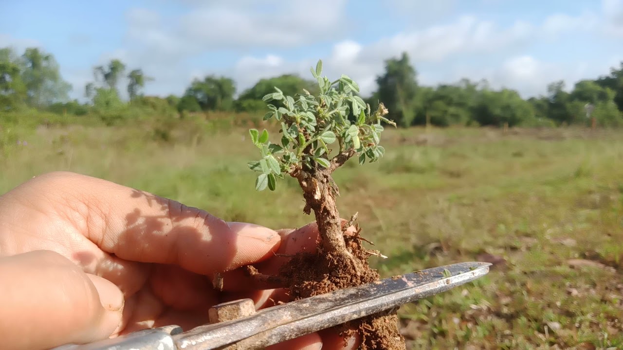 berburu bahan mame dan shito bonsai di pinggir jalan