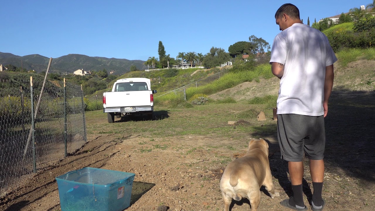 how I train my dog TO NOT run across the street