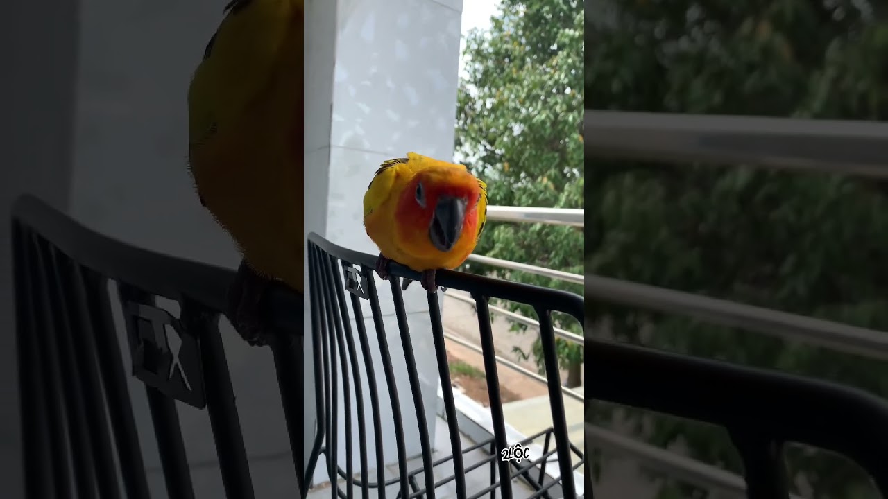 D&acirc;n chơi Vẹt sun conure dance Remix