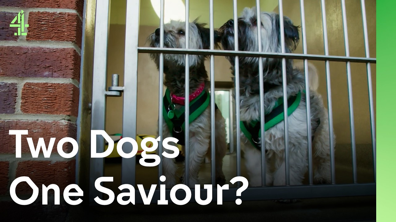 Dog Pair Desperate For Rescue | The Dog House 🐶 | Dog Stories