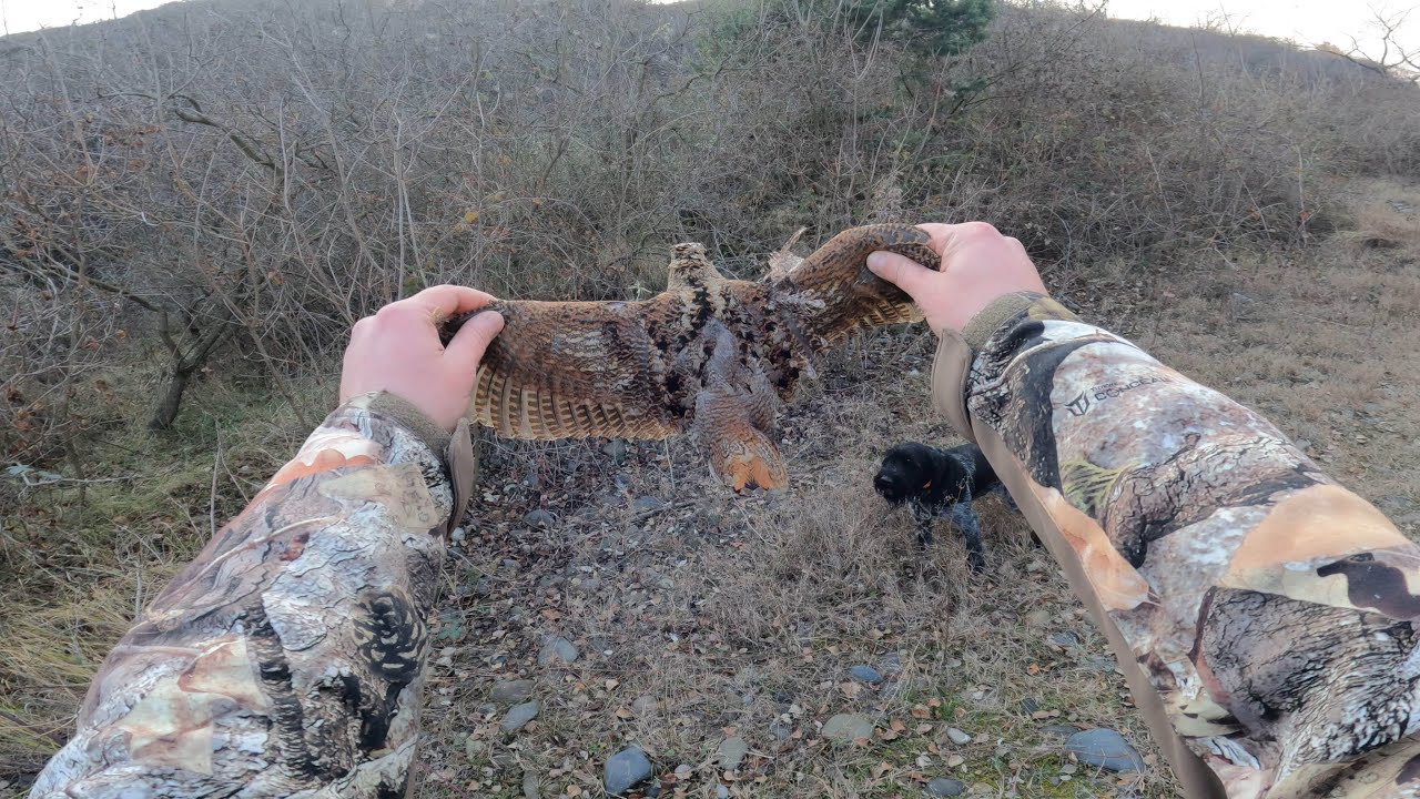 მოკლე ნადირობა ტყის ქათამზე 🍁 მორბენალი ტყის ქათამები 💨