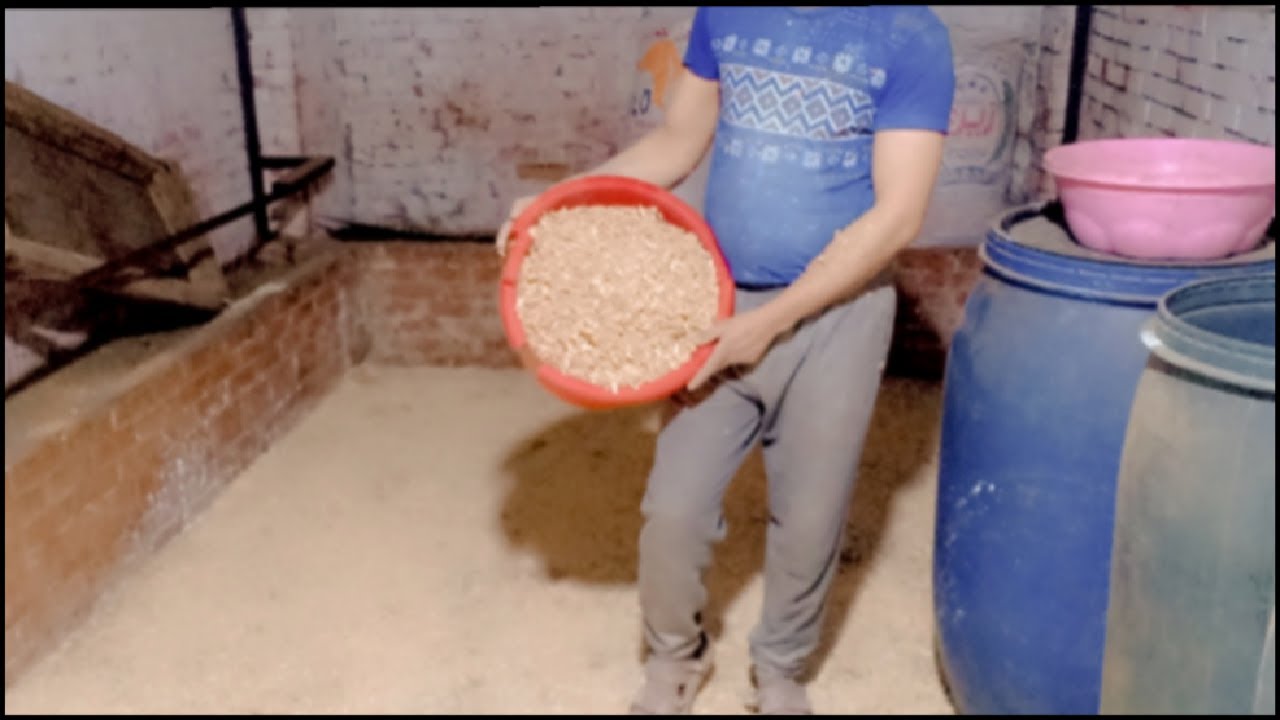 تنظيف عنبر الأغنام (القضاء على رائحة الأمونيا نهائيآ)