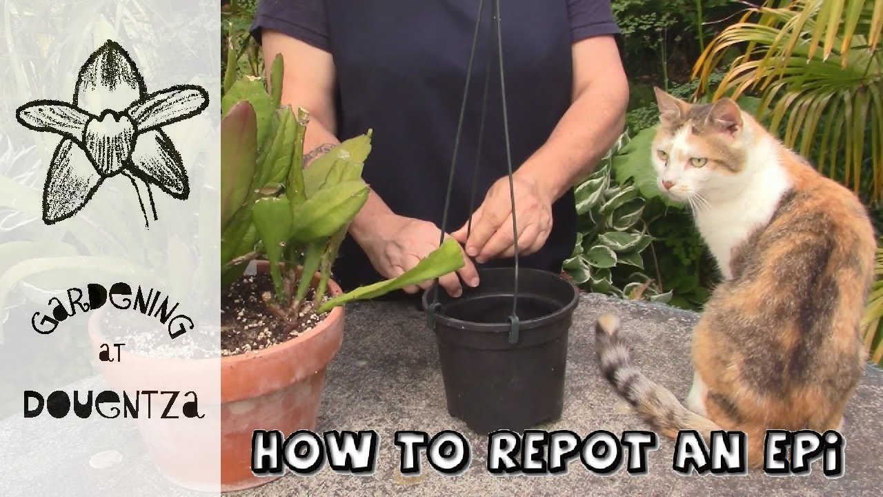 How to Repot an Epiphyllum, Orchid Cactus || Quick & Easy Guide