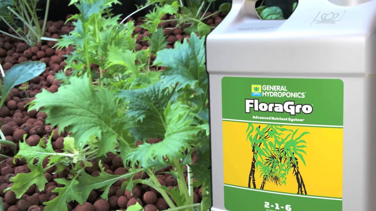 The Interior Tomato Suggests General Hydroponics Flora Series
