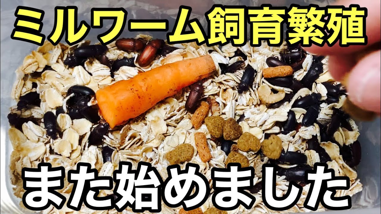 ミルワームの飼育繁殖方法【爬虫類の餌】幼虫から成虫まで
