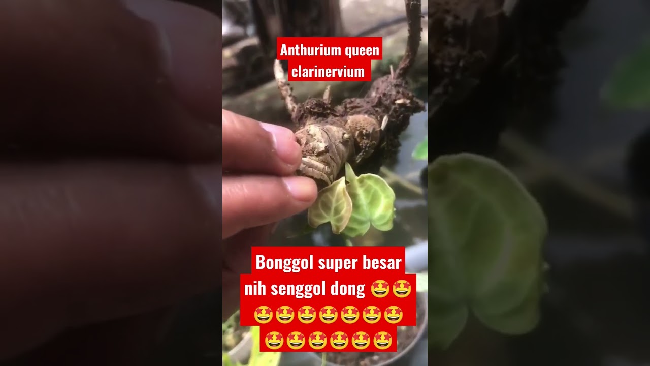 Anthurium queen clarinervium bonggol besar 