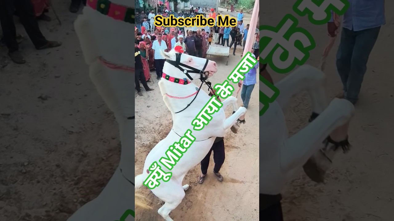 #Choudhary #Horse #Farm #Udansar #Fatehpur #Subscribe #Shorts #Video #Dance #8003605248#9799353596