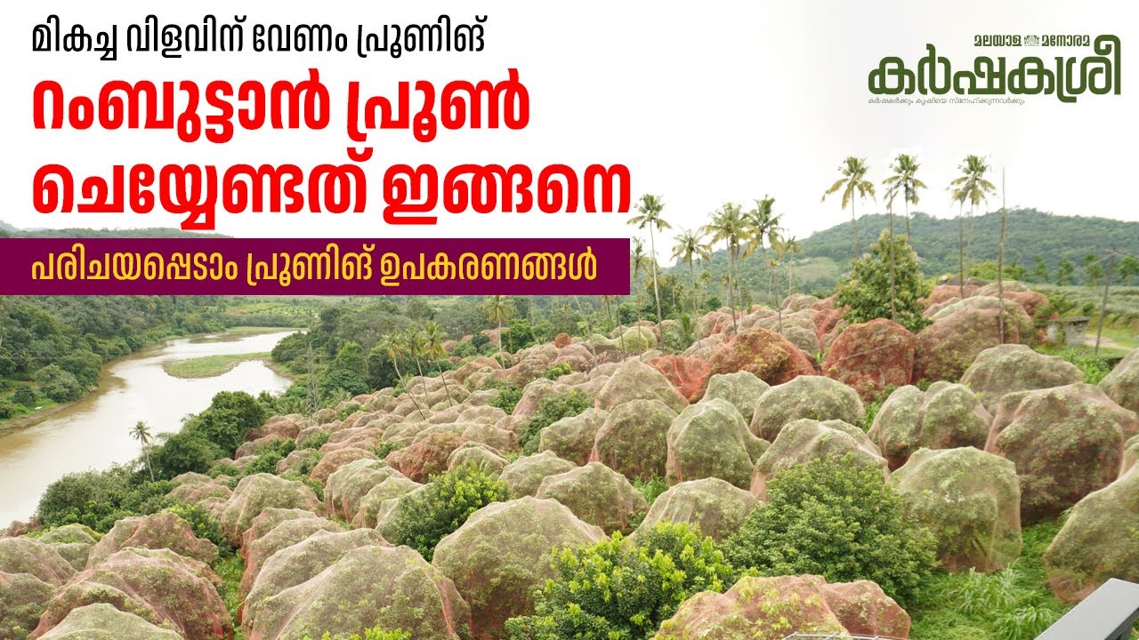 റംബുട്ടാൻ കുലകുത്തി കായ്ക്കാൻ പ്രൂണിങ്; പ്രൂണിങ് രീതികൾ, ഉപകരണങ്ങൾ