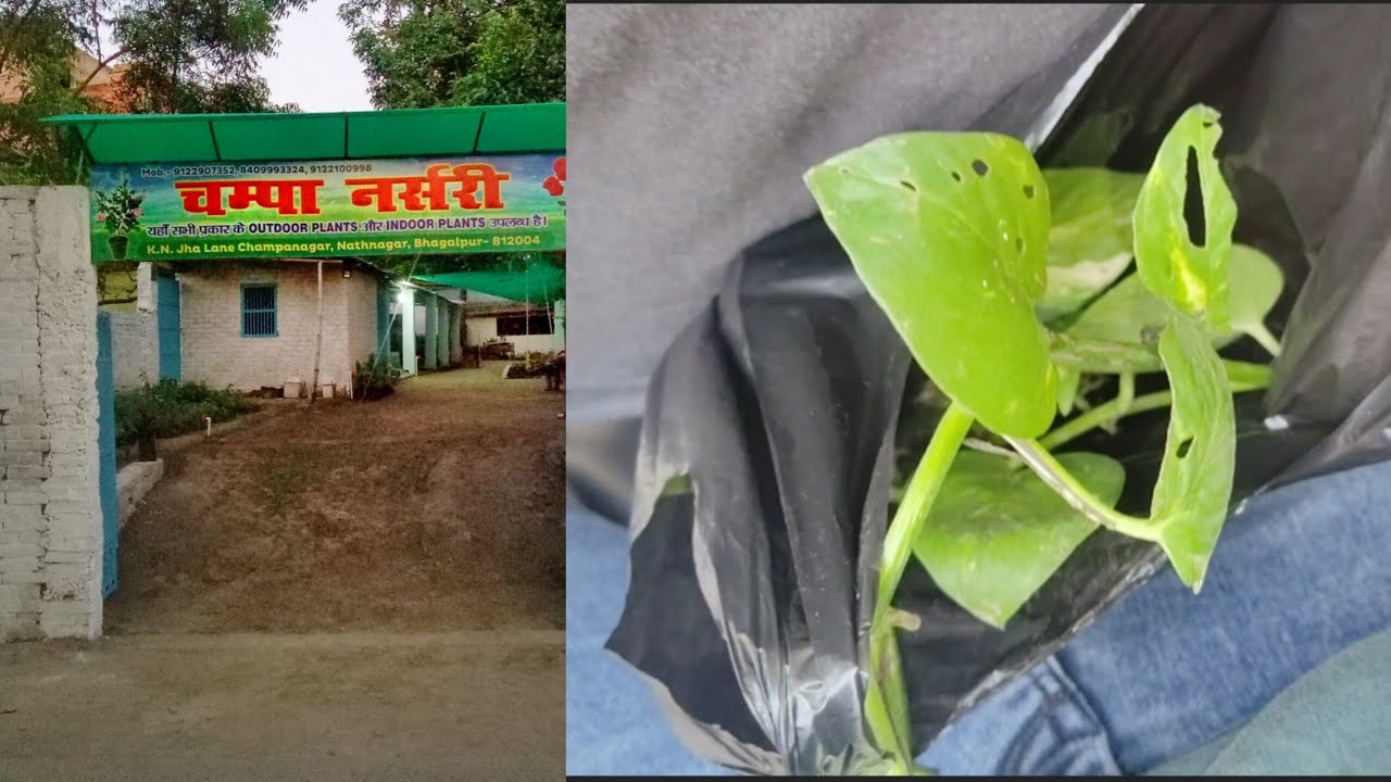 Aaj mai dubara gaya champa nursery | Aur paise ka poudha laya 🤑