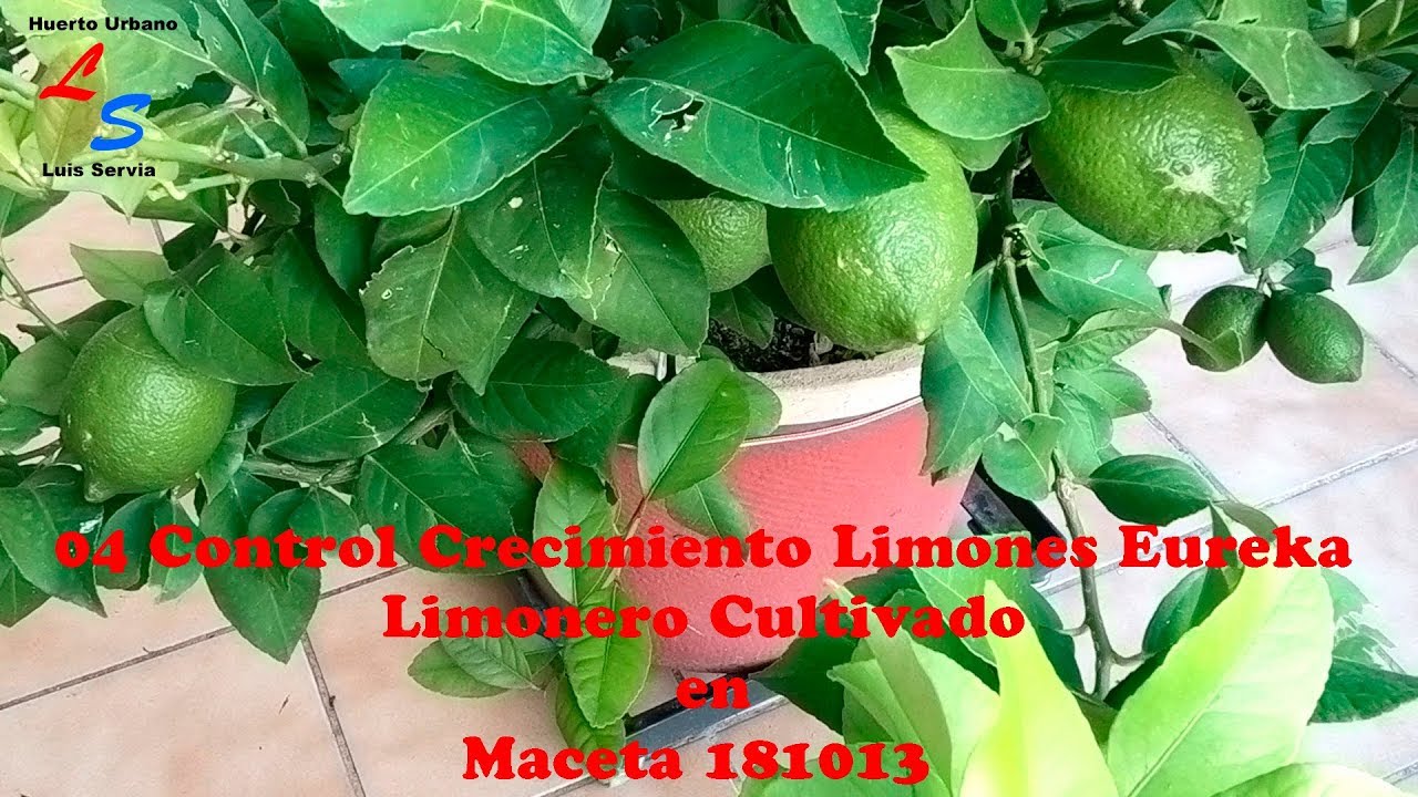 04 Control Crecimiento Limones Eureka Limonero Cultivado en Maceta 181013 Huerto Urbano Luis Servia