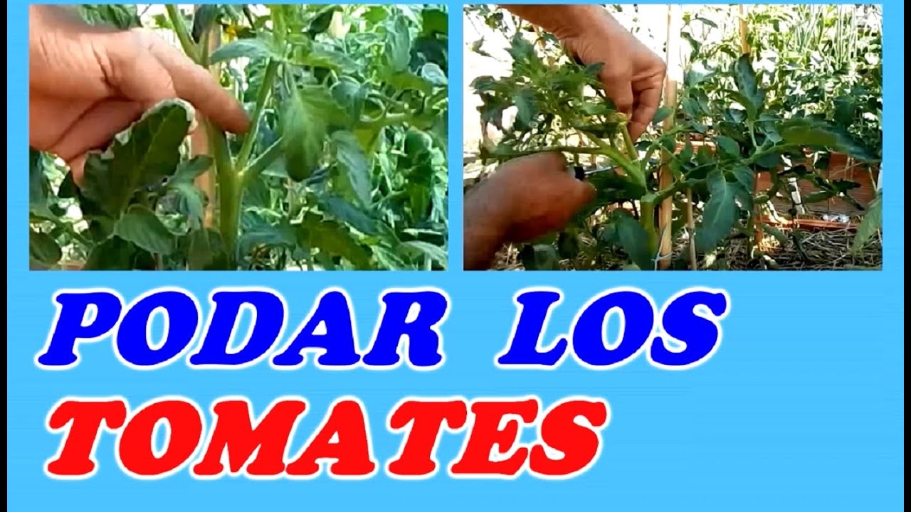 Cómo Podar los Tomates / Quitar los Chupones - MUY FÁCIL -  Buenos Consejos // Todo Huerta y Jardín