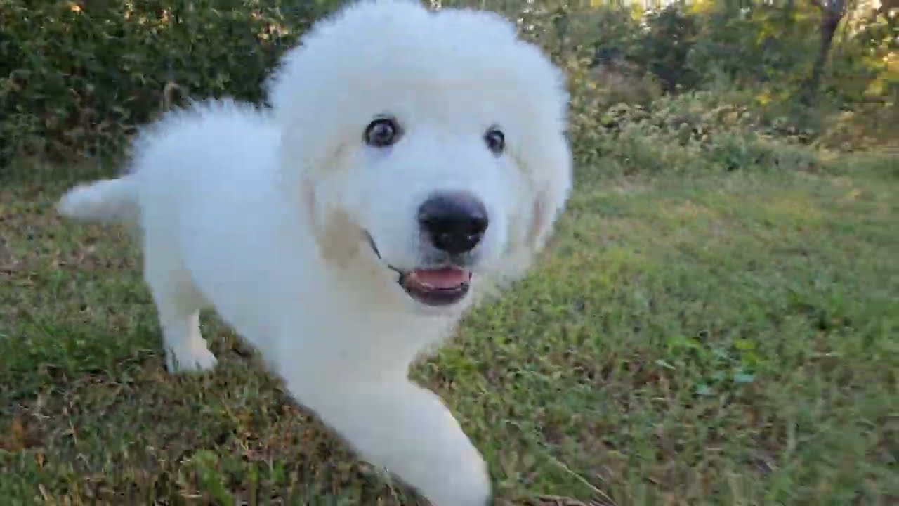 Maremma Sheepdog Puppy Training with an Older LGD | Adventure Walk with Uncle and Midnight the Cat