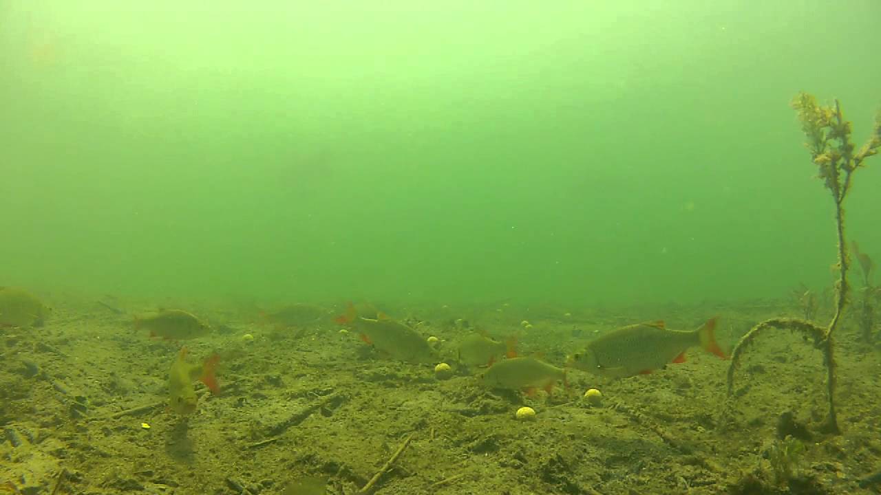 Anf&uuml;ttern aus der Fischperspektive