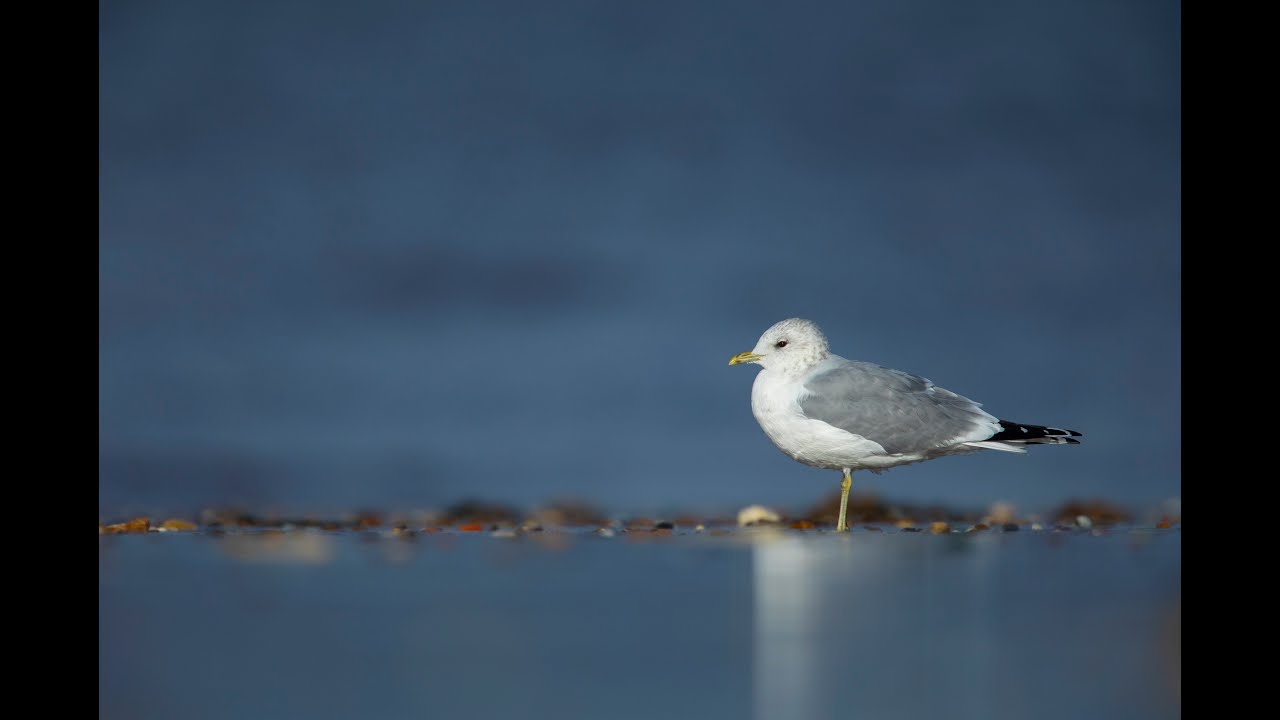 How to identify Gulls in winter