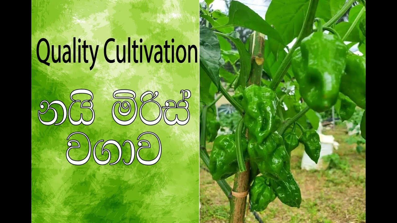 නයි මිරිස් වගාව මුල සිට සරලව scotch bonnet planting is simple  Nai Miris wagawa  Mula Sita saralawa
