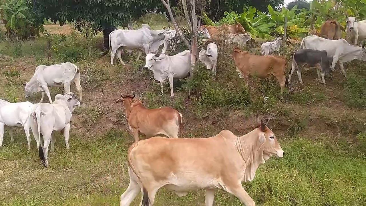 (parte 3) vim trazer a parte três do vídeo pra vcs, o gado em outro pasto.🤠🐎🐄🐂🐃@elizeucunha5459