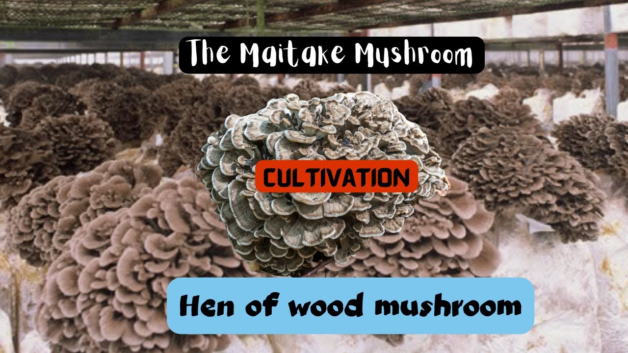 Технология выращивания гриба майтаке | Грифола курчавая | Грифола курчавая