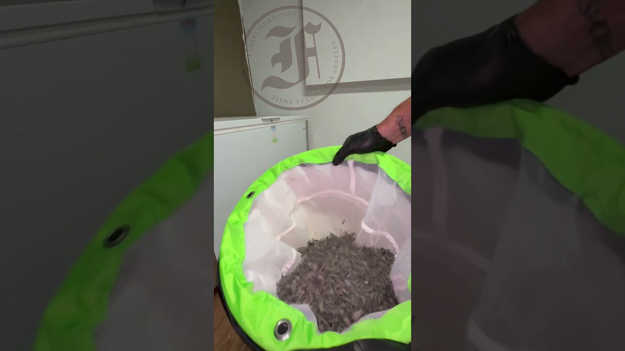 Dry sift hash making.  Premium full melt hash making technique , no water, loud terps