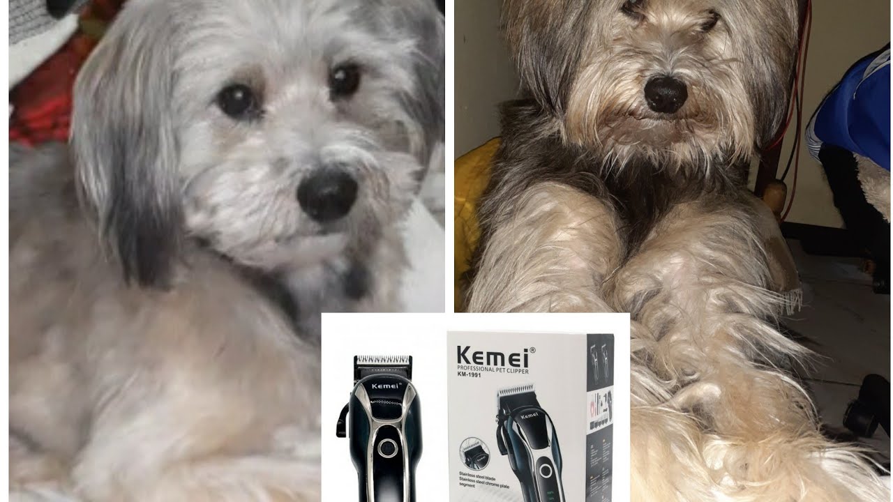 Tosando o cachorro com a máquina Kemeí
