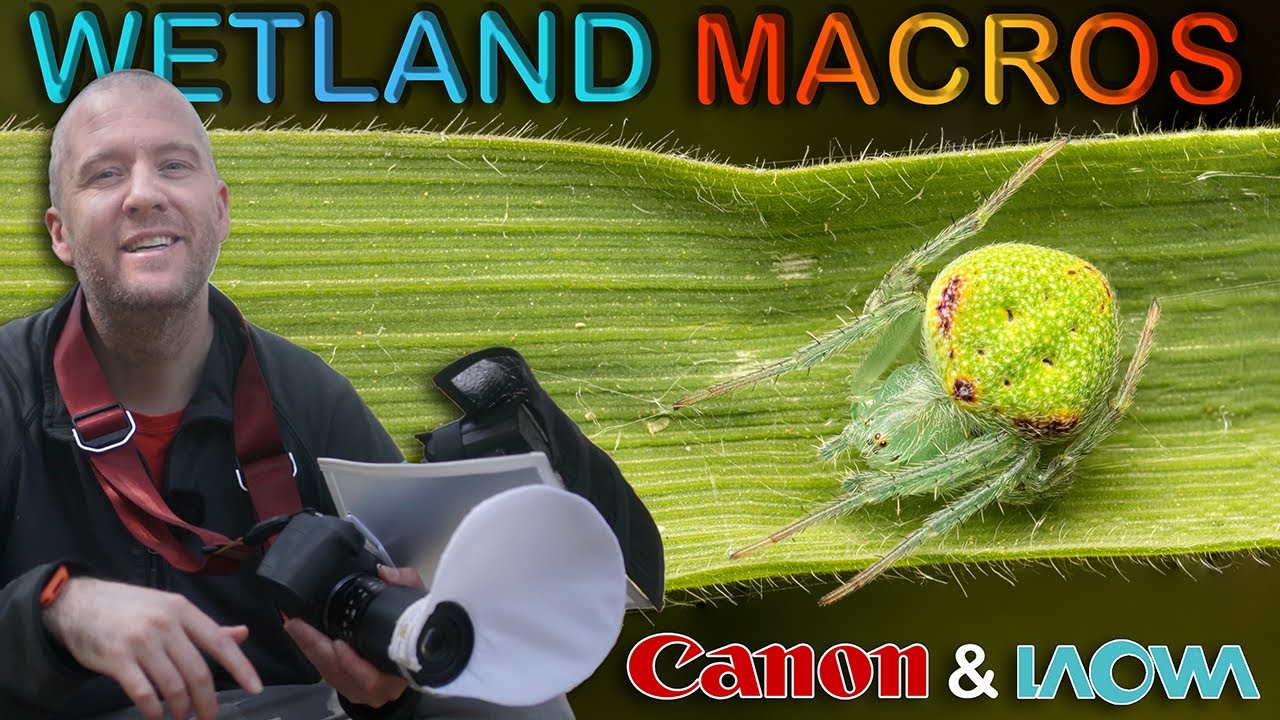 Canon R7 & Laowa 90mm Macro: My Favourite Setup in the Field