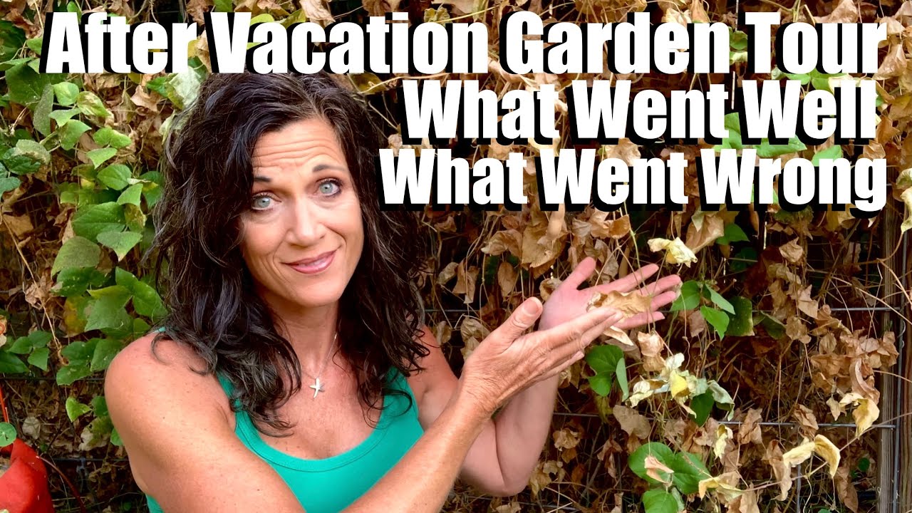 After Vacation Garden Tour - First Look at Garden In 2 Weeks - What Went Well, What Went Wrong