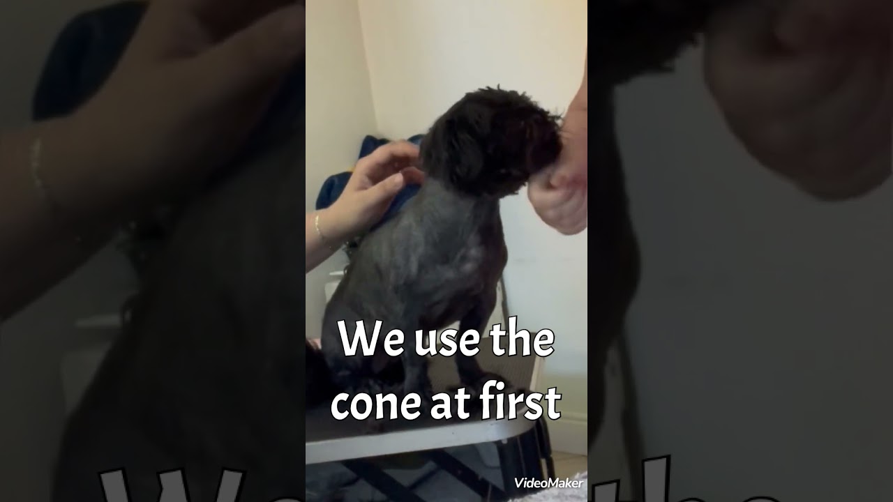 Shih Tzu reactive grooming