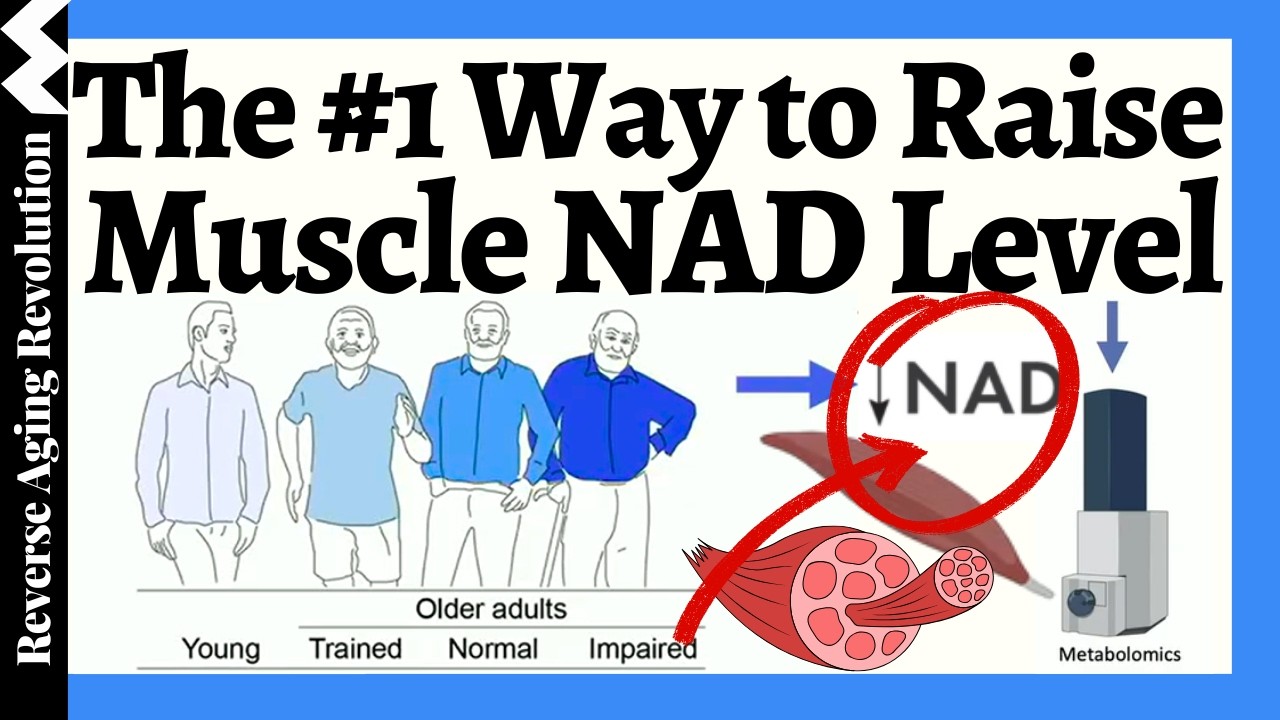 No.1 Way to Raise Muscle NAD (Not NMN or NR??)