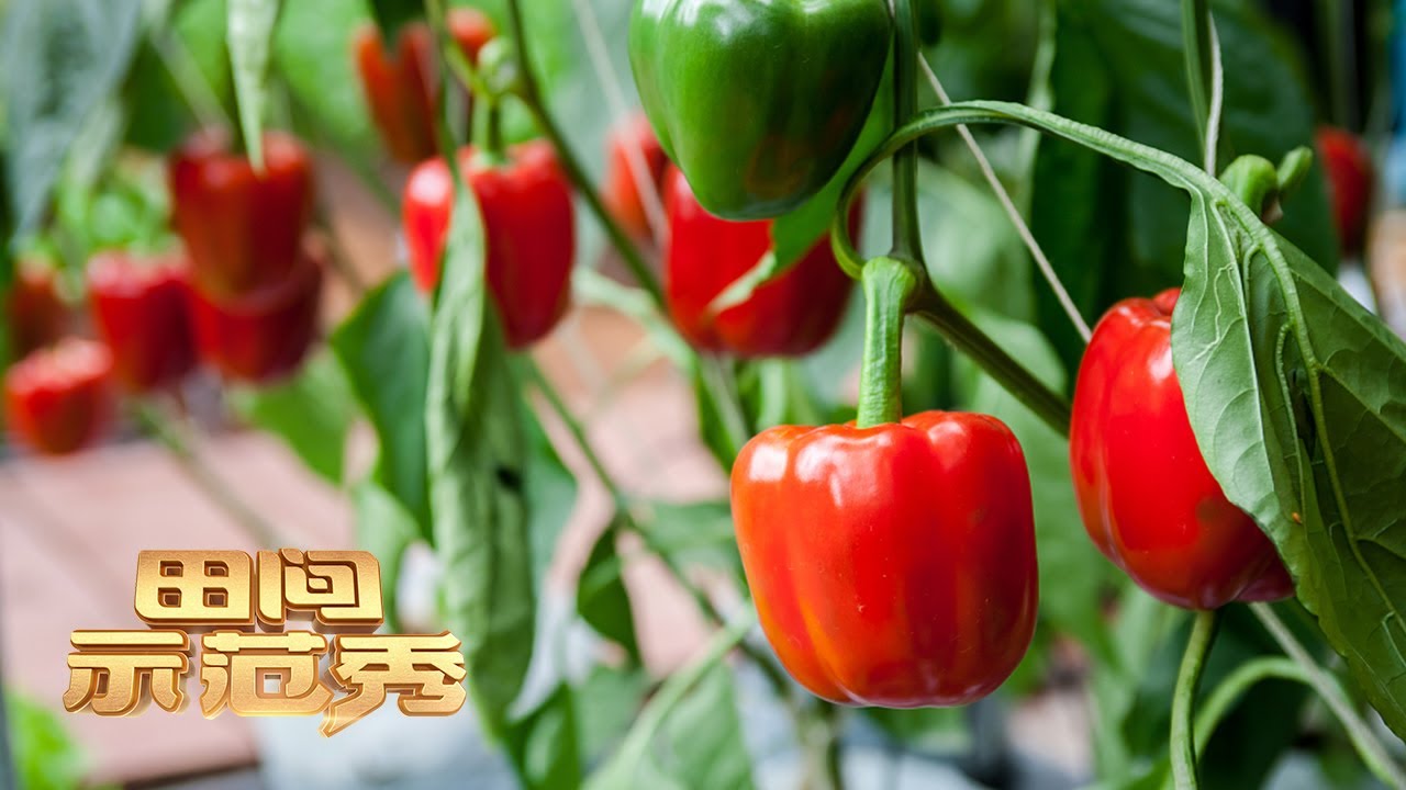 种植彩椒状况百出！专家看了直皱眉、农户看了直发愁，如何走出彩椒种植困境？丨「田间示范秀」20230307