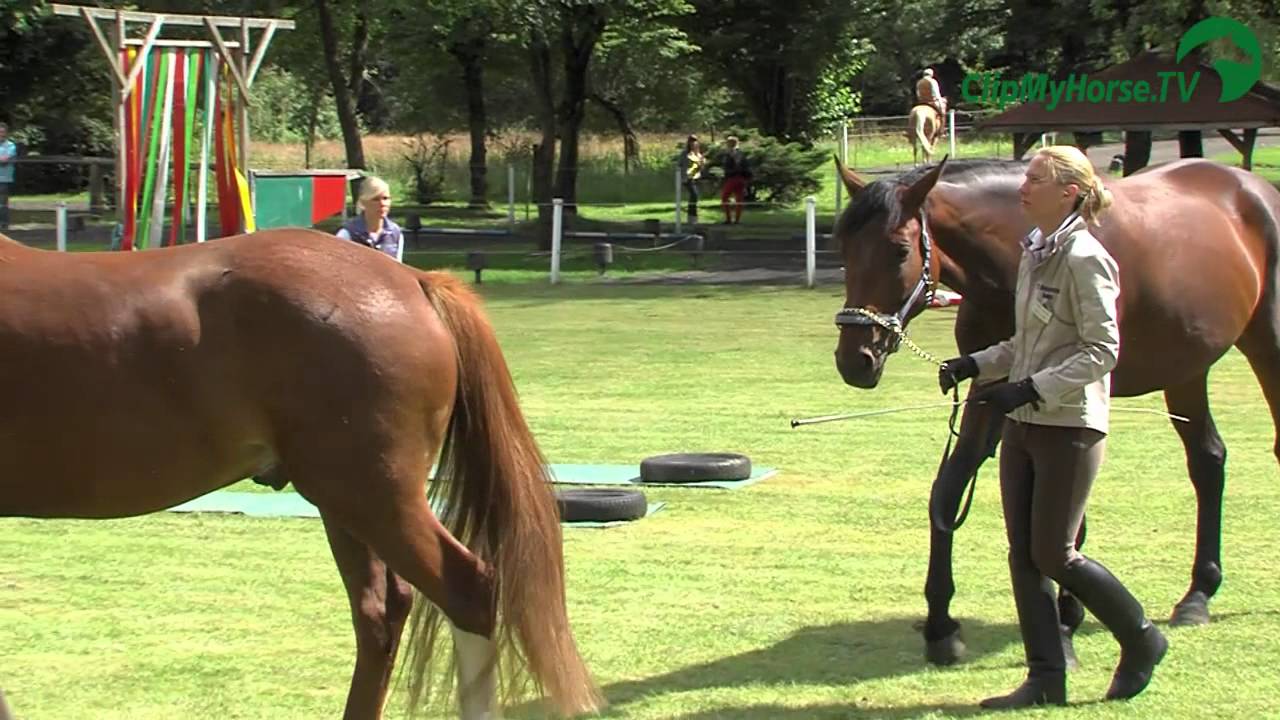Emotion Pferd Tour | Impressionen | FS Reit-Zentrum Reken | 2012