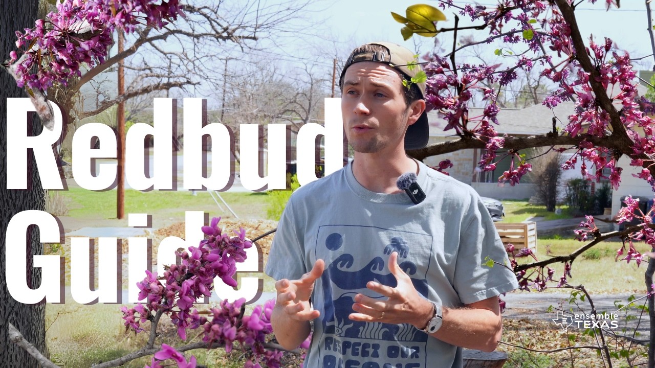 Texas Redbud Tree: Complete Guide for Planting, Care, & Design
