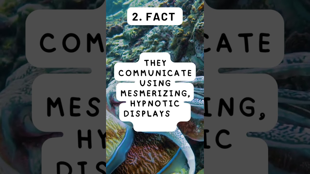 MIND-BLOWING Secrets of the Cuttlefish Camouflage  #animalfacts #facts #australianwildlife