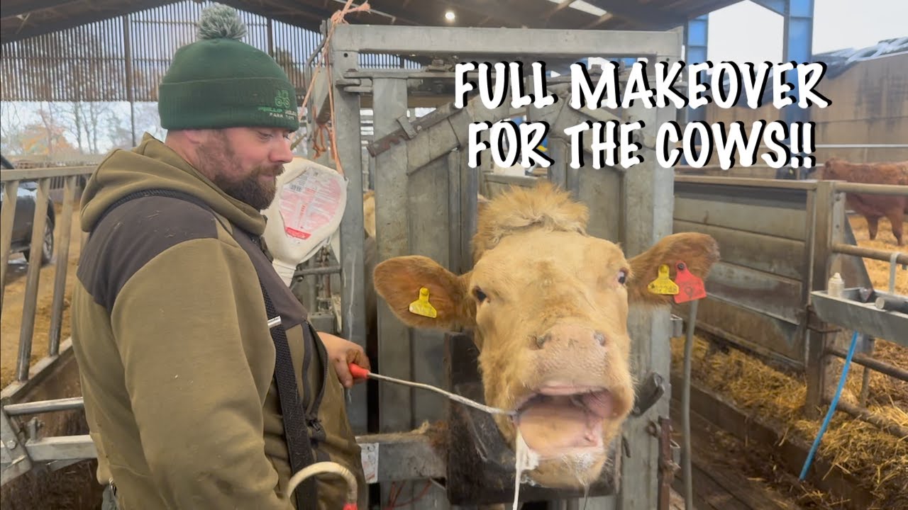 LOOK AT THIS YEARS CALVES & GETTING COWS READY FOR WINTER!!