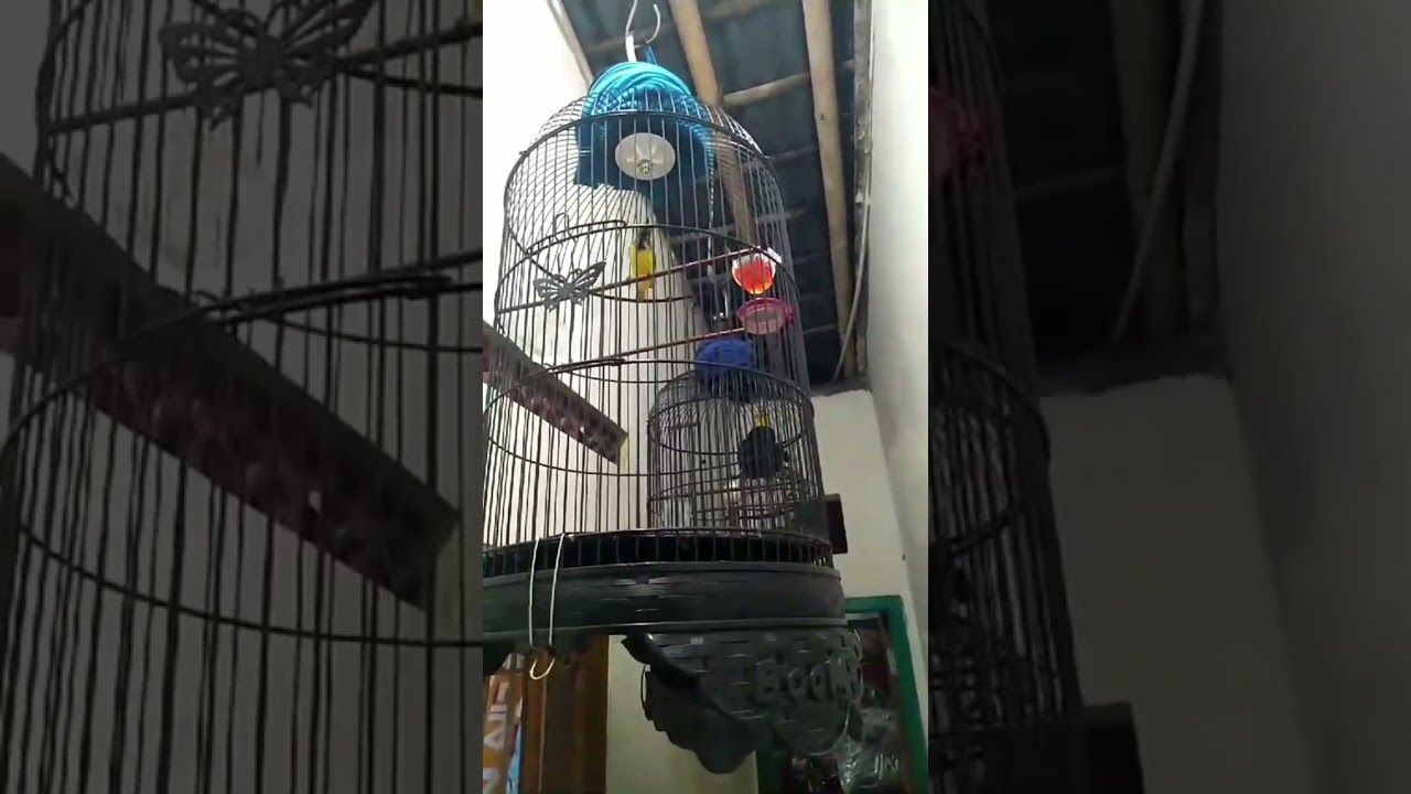 efek dextro untuk burung sogon ontong