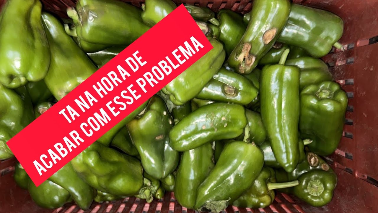 Como prevenir,  tratar e acabar com antracnose no pimentão