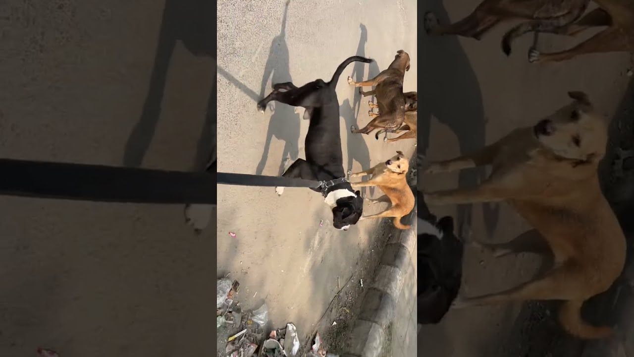 Bazooka aaj fir aa gya hai दूसरा vlog me दोस्तो  // रस्ते मे जंगली मिला और तीन कुत्तो ने Bazooka को