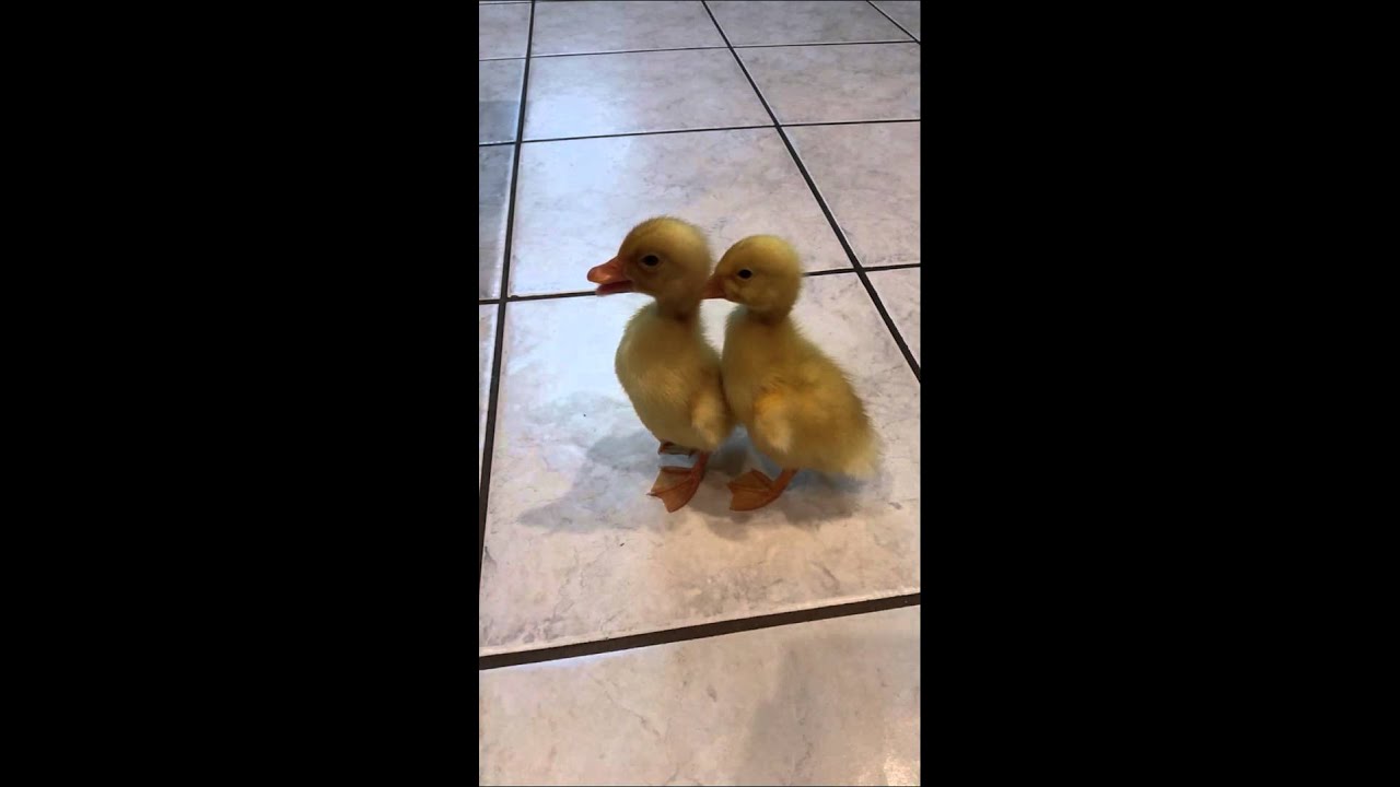 Little Ducklings quack .... cute baby ducks!