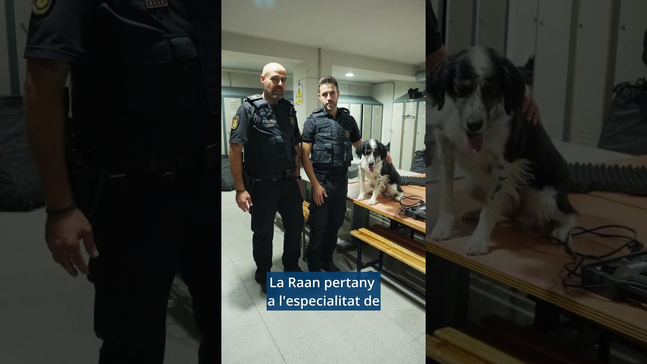 Coneix la Unitat Canina dels Mossos d'Esquadra