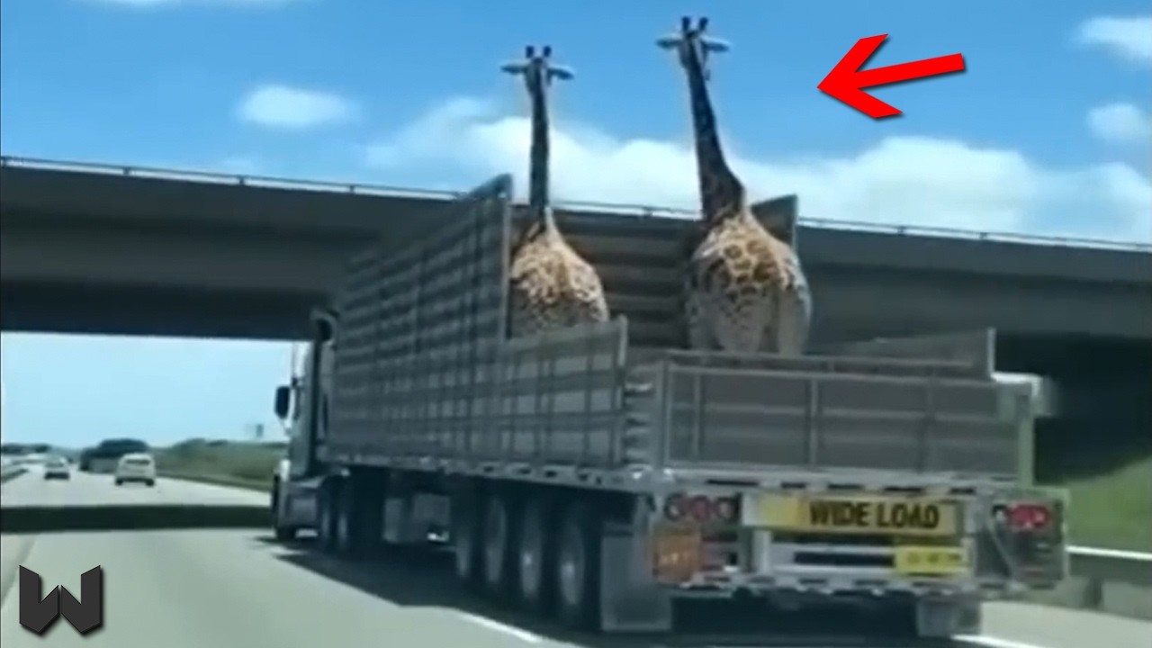 1 in a Million Moments, That Look Too Crazy to Be Real!