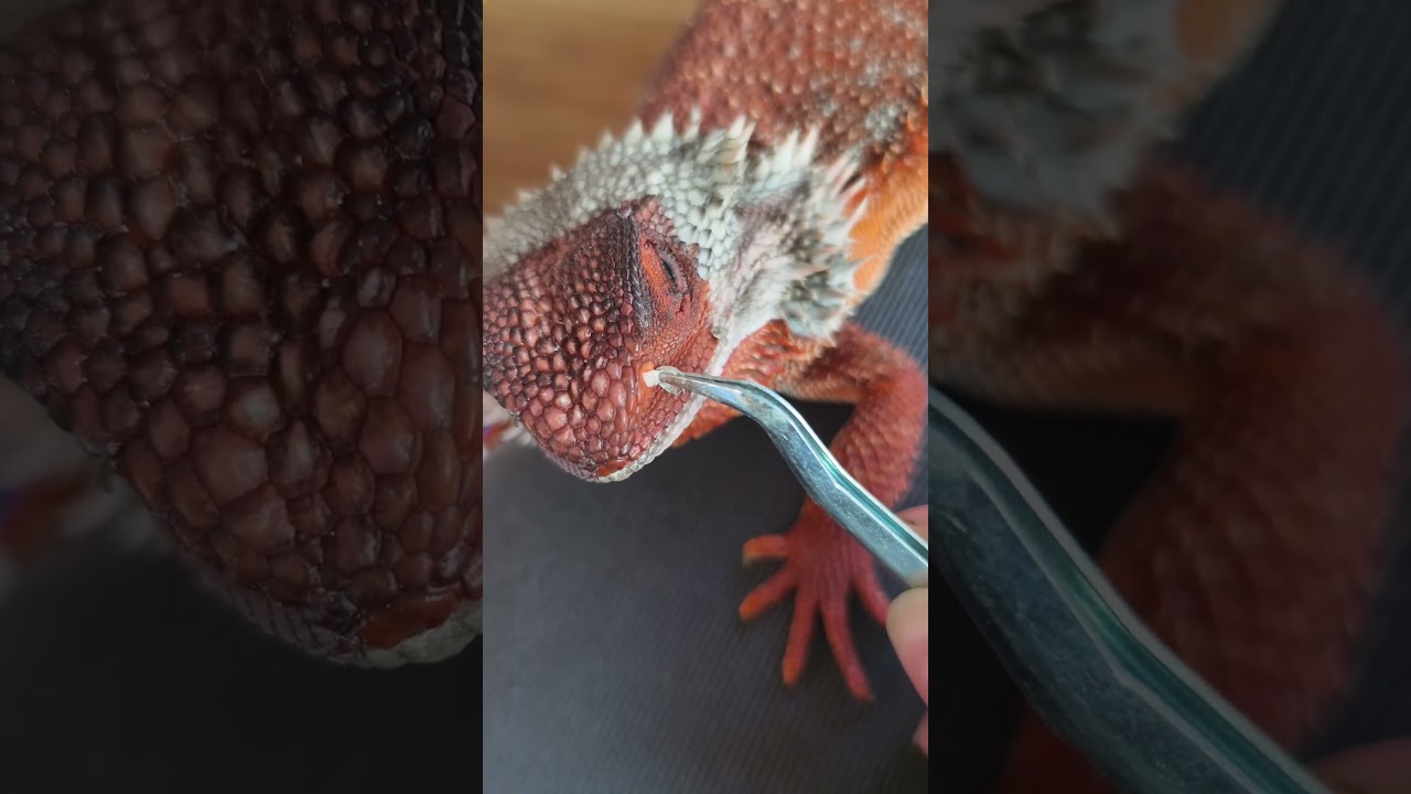 Amazing! Shedding Nose Bearded Dragon. #asmr #beardeddragon #shednose #shedding #lizardskinpeeling