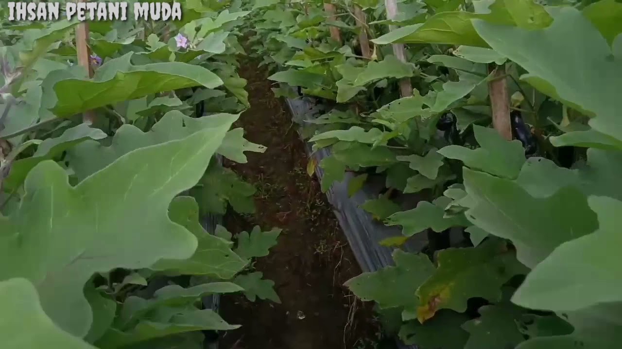 PENTING !! INILAH PERBEDA'AN TANAMAN TERONG YANG DI PRUNING DAN YANG DI RAWAT TUNAS AIR NYA