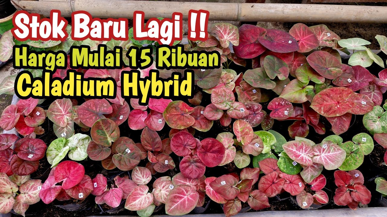 Caladium Hybrid Termurah Part#678