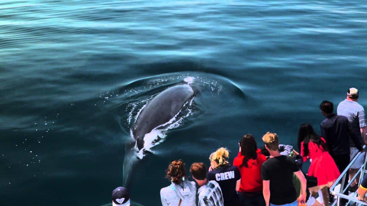World class wildlife on Auckland's doorstep (long) | Auckland Whale & Dolphin Safari