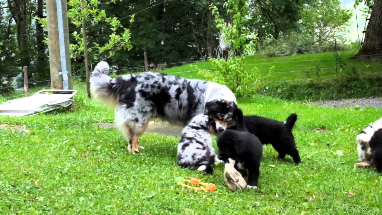 Australian Shepherd - Welpenspielstunden mit Mama ( 8. Woche)