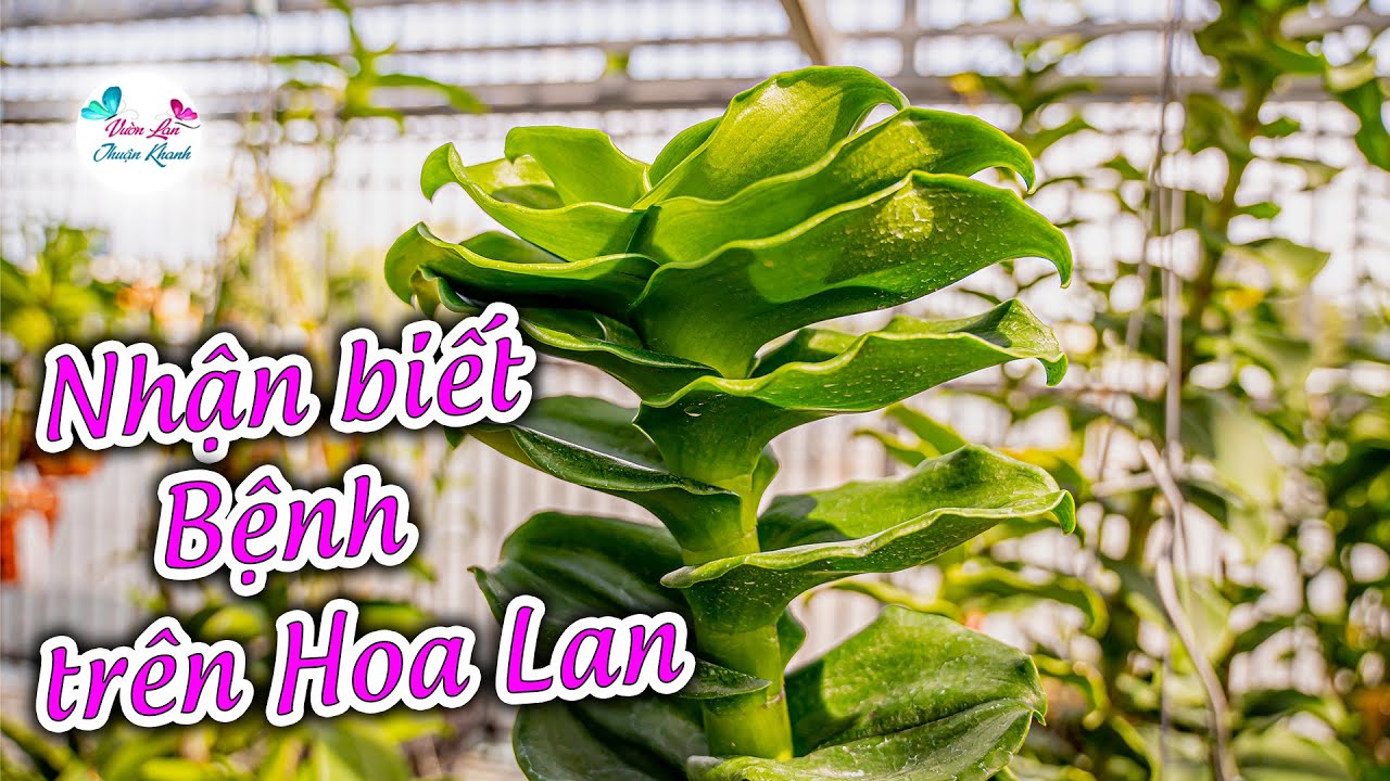 NHẬN BIẾT NHỮNG BỆNH THƯỜNG GẶP TRÊN HOA LAN | PHÒNG NGỪA VÀ ĐẶC TRỊ