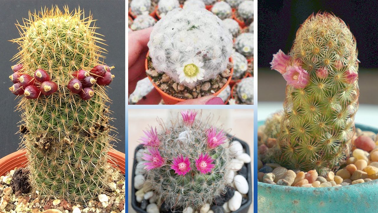 20 Tipos de Cactus Mammillaria más Ornamentales !!