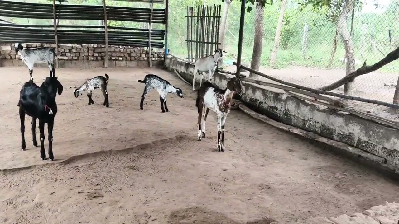 7 தாய் ஆடுகள் // 125000 ரூபாய் வருமானம் 