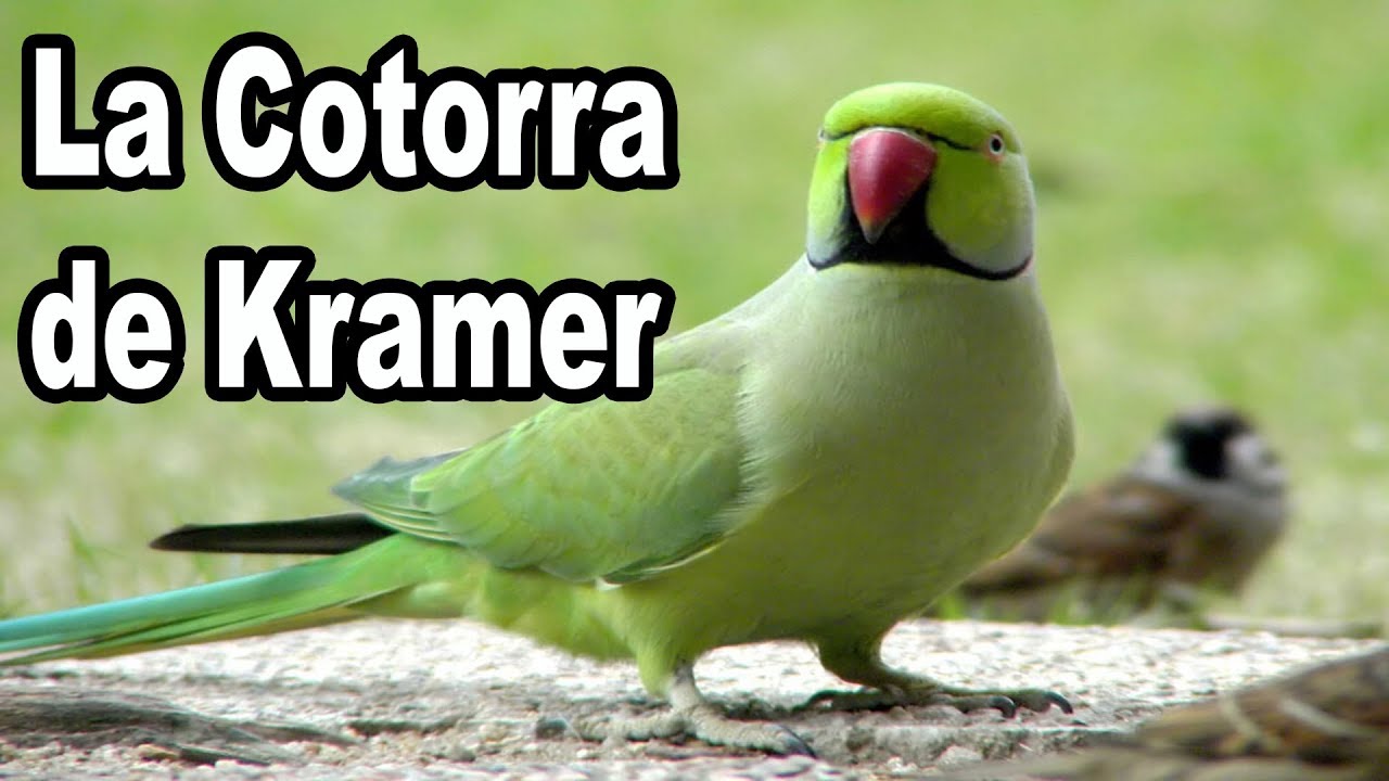 La Cotorra de Kramer y Sus Cuidados